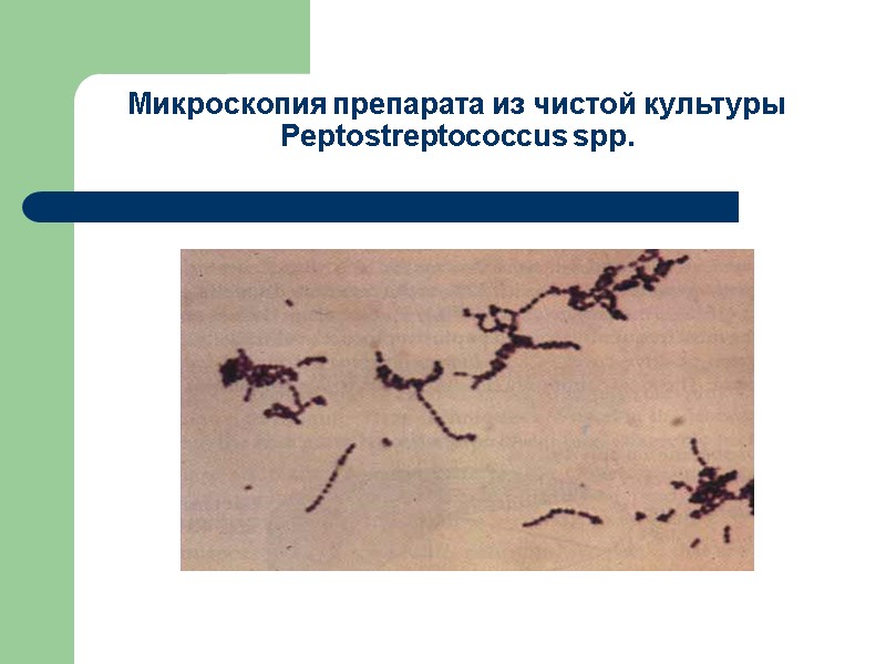 Микроскопия препарата из чистой культуры Peptostreptococcus spp.